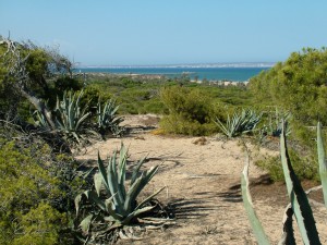 Sanddünengelände in Guardamar